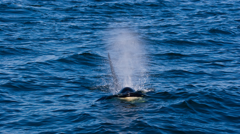 Orcas